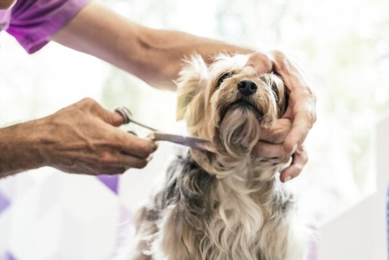 Dog groomer