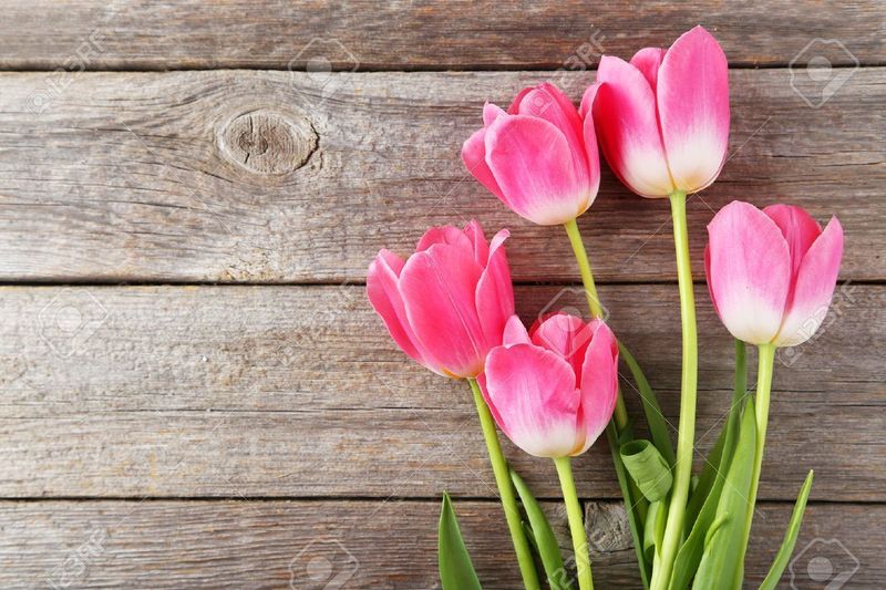 pink tulips