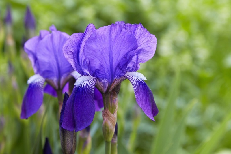 irises