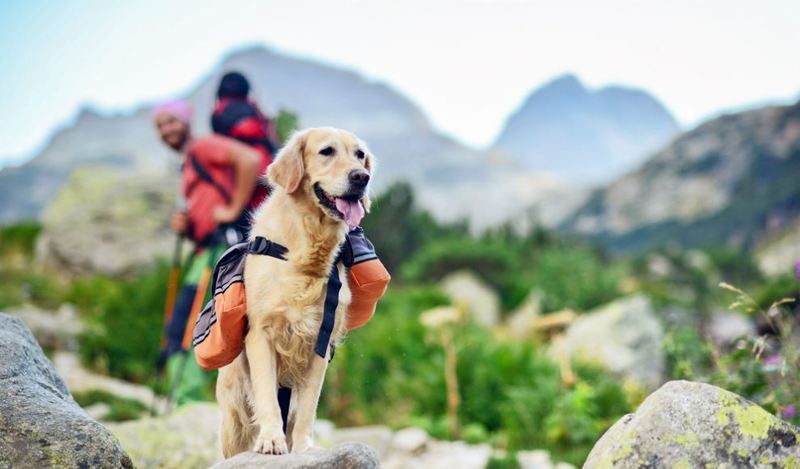 Dogs hiking services