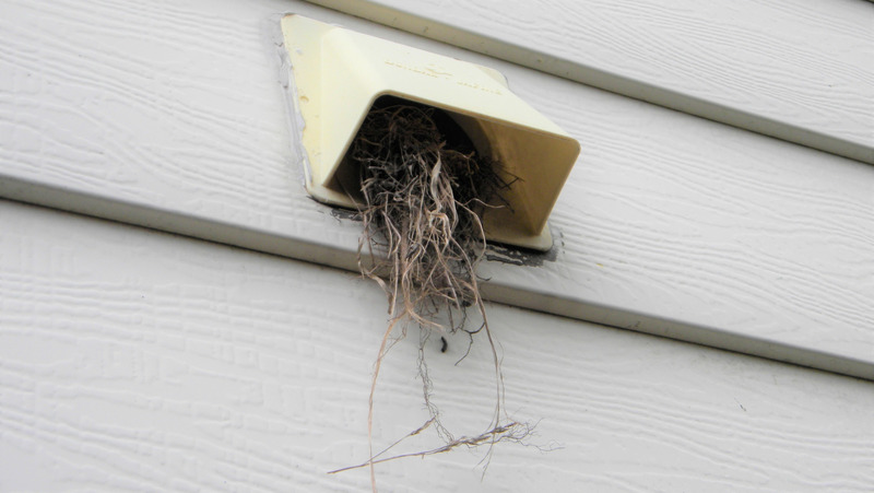 Pets and bird removing in bellevue